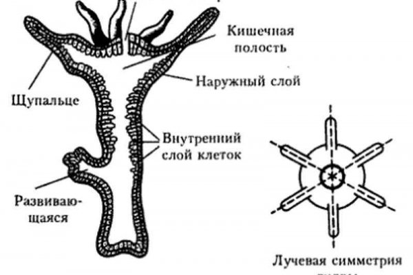 Ссылка на кракен на сегодня