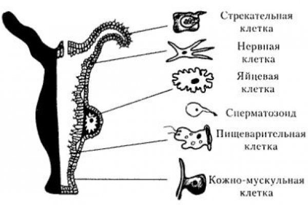 Кракен сайт kr2web