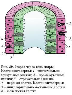 Кракен магазин нарко